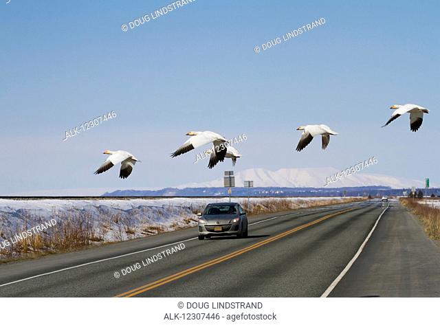 Small flock of Snow Geese fly across the Seward Highway near Potter Marsh in front of an oncoming car, Southcentral Alaska, USA