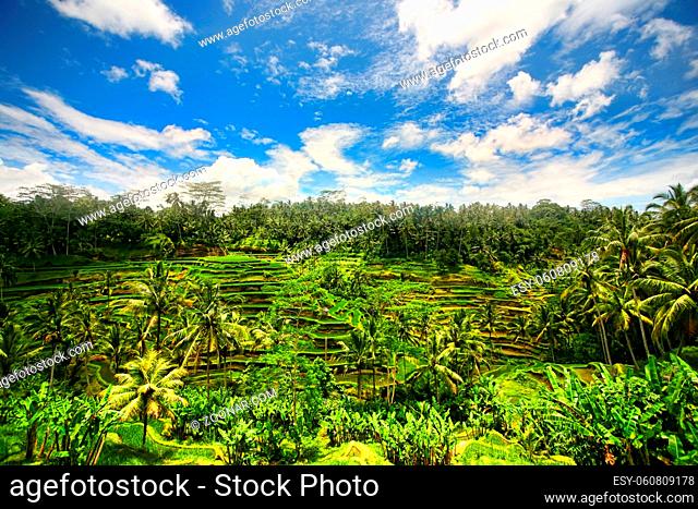 Rice plantation in the cloudy afternoon. Bali, Indonesia