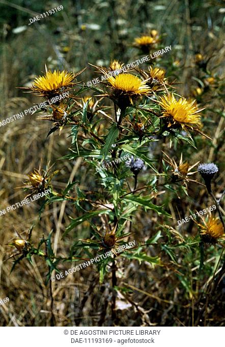 Clustered carline thistle (Carlina corymbosa), Asteraceae