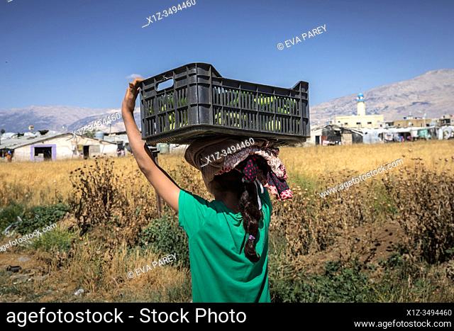 A 10 year old syrian girl carrying a basket going back to her camp after agricultural work in Bekaa Valley, Lebanon. . Syrian refugees, women and girls