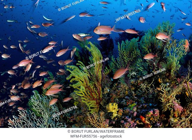 Mediterranean Anthias over Coral Reef, Anthias anthias, Susac, Adriatic Sea, Croatia