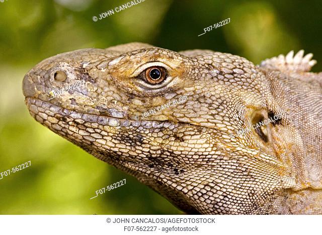Spiny-Tailed Iguana (Ctenosaura hemilopha) - Native to Mexico - Found on rocks, in trees, cardon cacti, and other plants providing well elevated perches - Feeds...