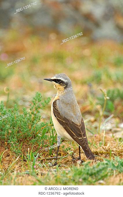 Northern Wheater (Oenanthe oenanthe), Andalusia, Spain, Europe