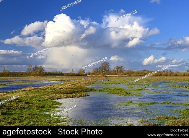 Clouds over the wet meadows in the Ochsenmoor at Lake Dümmer, spring, expanse, Hüde, Lower Saxony, Germany, Europe