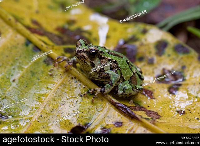 Marbled Burrowing Frog, Amphibians, Other animals, Frogs, Animals, A nocturnal Malagasy frog, Marbled Burrowing Frog, Scaphiophryne marmorata, Andasibe