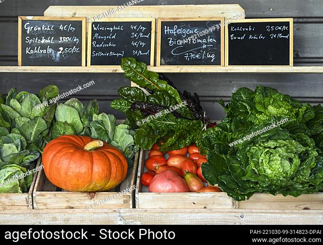 28 October 2022, Brandenburg, Storkow: Fresh vegetables are offered in the farm store from Naturgut Köllnitz. The vegetables