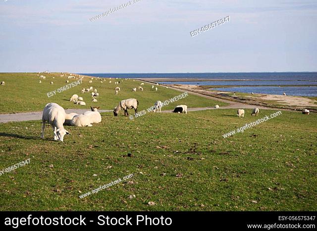 sheeps near tinnum, a village at sylt island, germany