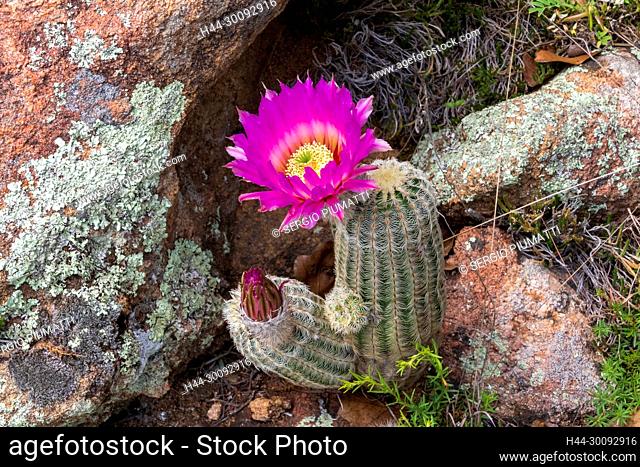 Black Lace Cactus, Echinocereus reichenbachii var. albertii, Fredericksburg, Hill Country, Texas, USA, Willow City Loop, purple flowers, springtime, wildflowers