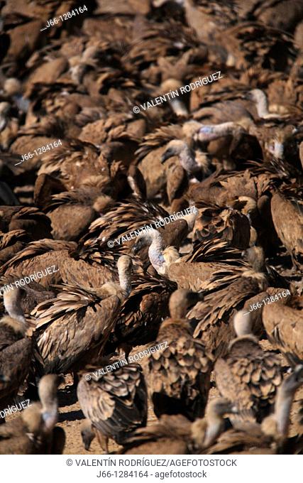 Griffon vulture Gyps fulvus Beceite Ports. Valderrobres. Teruel. Spain