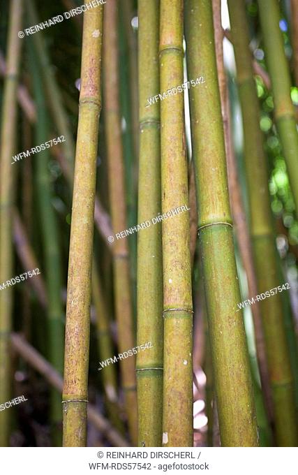 Bamboo Grove at Road to Hana, Maui, Hawaii, USA