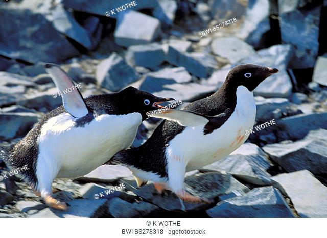 adelie penguin Pygoscelis adeliae, flapping wings calling, Antarctica, Hope Bay