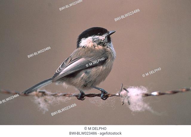 willow tit Parus montanus, Germany, Hesse, Europe, Germany