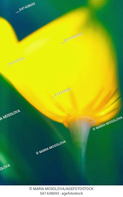 Yellow California Poppy. Eschscholzia californica. June 2006, Maryland, USA