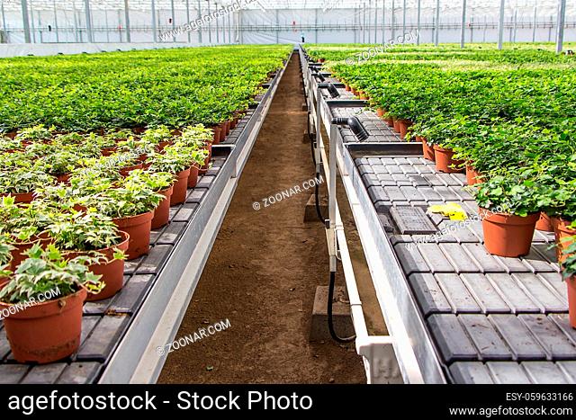 Greenhouse with plant nursery of hedera plants