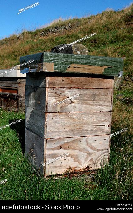 Beekeeping, honey bee (Apis mellifera) hives on moorland, Peak District, Derbyshire, England, United Kingdom, Europe