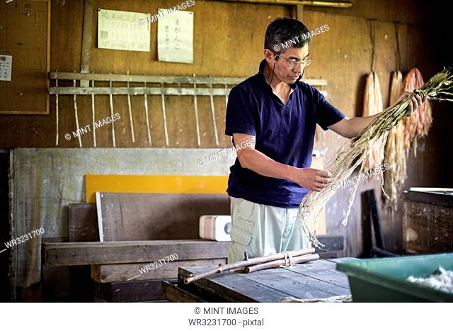Japanese man in a workshop holding plant twigs and stripping the fibre to making traditional Washi paper