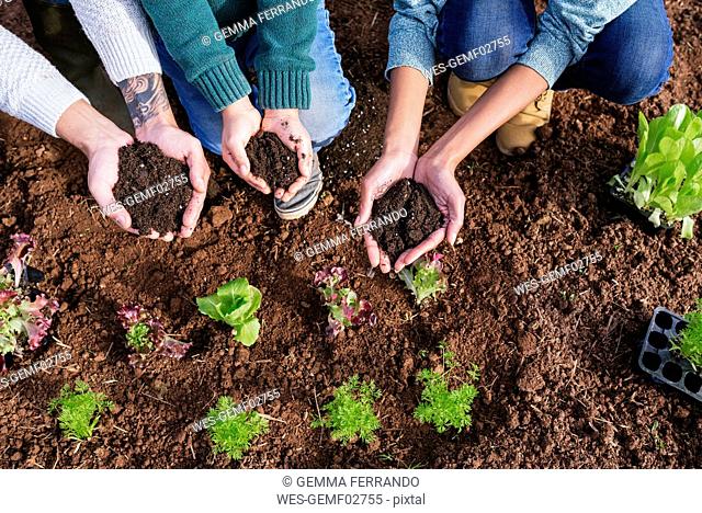 Family planting lettuce seedlings in vegetable garden, showing hands, full of soil