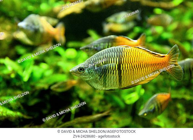Close-up of Boeseman's rainbowfish (Melanotaenia boesemani) in an aquarium