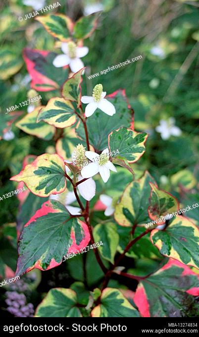 The heart-shaped Houttuynia 'Chameleon' with blossom (Houttuynia cordata)