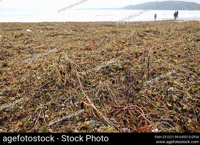 21 October 2023, Schleswig-Holstein, Eckernförde: Garbage lies among washed-up algae on the beach. Schleswig-Holstein has been hit by a particularly strong...