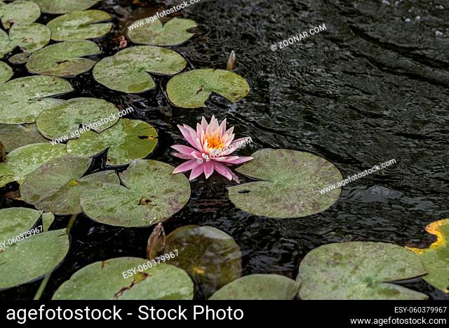 Beautiful pink water lily on vaguely water
