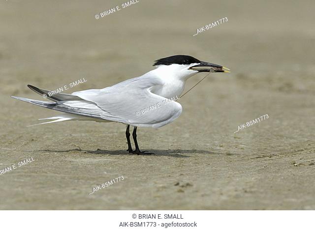 Adult Cabot's Tern (Thalasseus acuflavidus) standing on the beach in Galveston County, Texas, USA