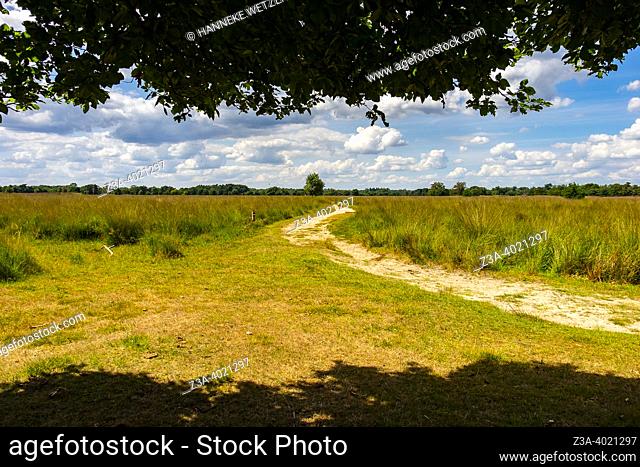 Landscape of the Kampina natural area in the Netherlands