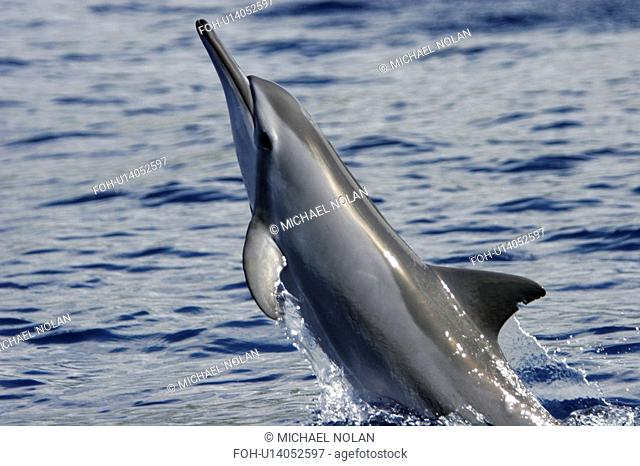 A young Hawaiian, nobody, spinner dolphin Stenella longirostris spinning in the AuAu Channel off the coast of Maui, Hawaii, USA. Pacific Ocean