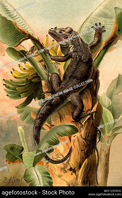 Black Iguana in Tree