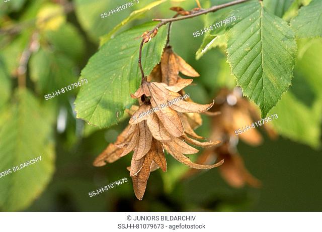 Common Hornbeam, European Hornbeam (Carpinus betulus). Seed catkins on a tree. Germany