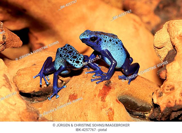 Dyeing dart frogs or tincs (Dendrobates tinctorius), adults, found in South America, captive, Germany