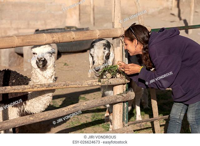 Young woman feeding a goat and lama in safari park