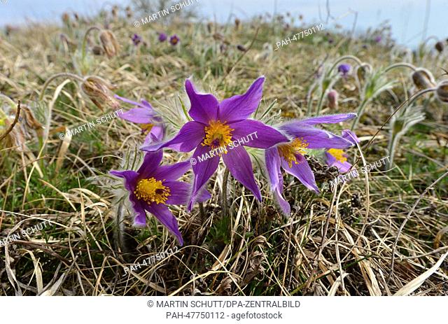 (FILE) The file photo dated 28 March 2014 shows the purple blossoms of the common pasque flower (Pulsatilla vulgaris) on the former death strip at today's...