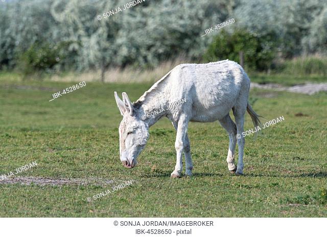 Austria-Hungarian white donkey (Equus asinus asinus), Neusiedler-See national park, Burgenland, Austria