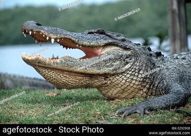 American american alligator (Alligator mississippiensis), Everglades National Park, Florida, USA, North America