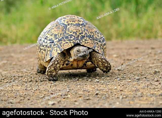 Leopard tortoise, Hluhluwe Game Reserve Lodge, Hluhluwe Imfolozi Park, Umfolozi, KwaZulu Natal, South Africa