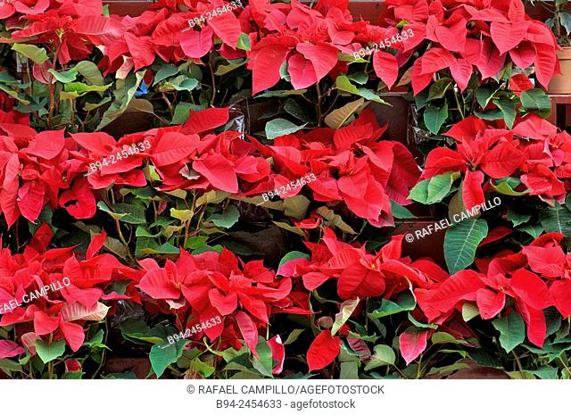 Poinsettias, Christmas plants. Euphorbia pulcherrima. Culturally and commercially important plant species of the diverse spurge family that is indigenous to...
