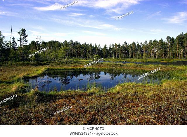 small moor 'Knuthoejdsmossen' with lake with small islands, Sweden, Lapland