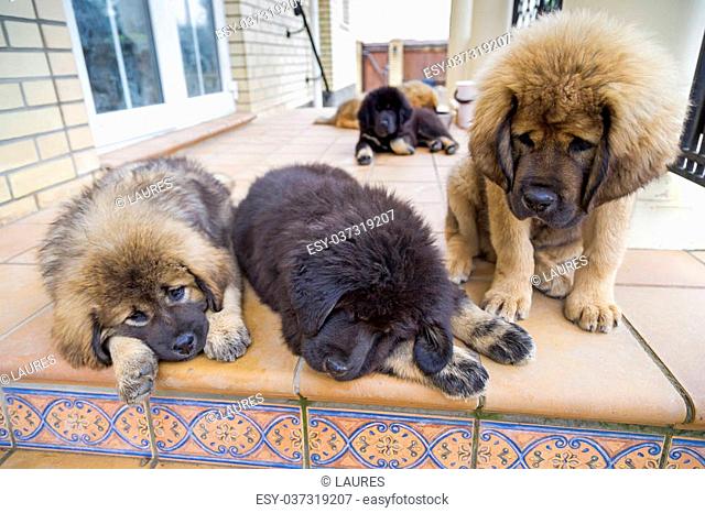 Five Tibetan Mastiff puppies around a country house