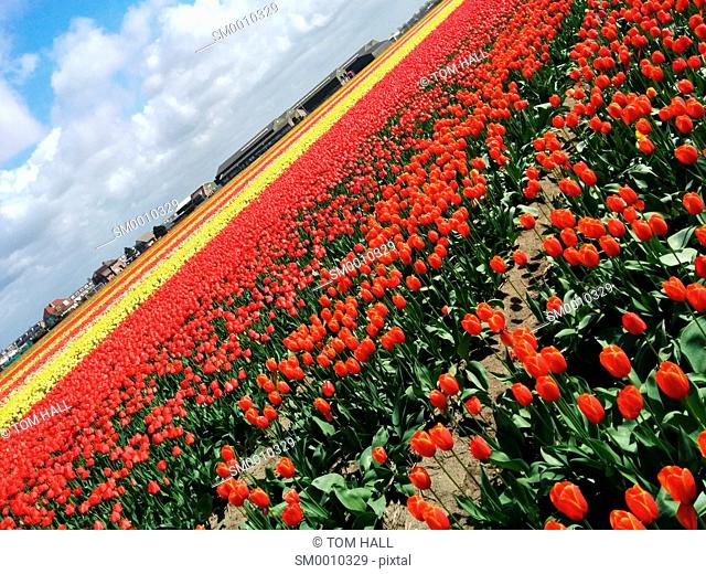 Dutch tulip fields III