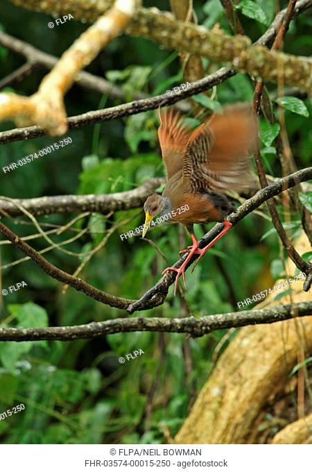 Grey-necked Wood-rail (Aramides cajaneus cajaneus) adult, flapping wings, climbing down branch during rainfall, Chagres River, Panama, November