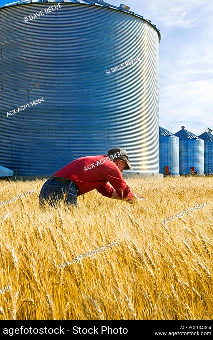a farmer examines mature , harvest ready spring wheat with grain storage bins/silos in the background, near Dugald, Manitoba, Canada