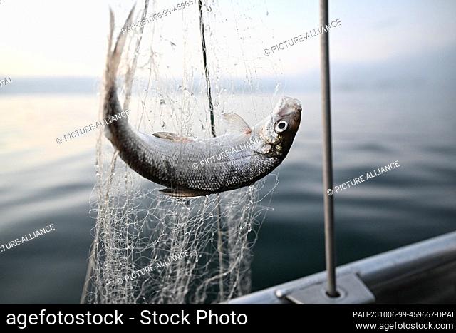 PRODUCTION - 02 October 2023, Baden-Württemberg, Vor Ìberlingen Auf Dem Bodensee: A whitefish hangs in the net that fisherman Chary Liebsch has hauled in