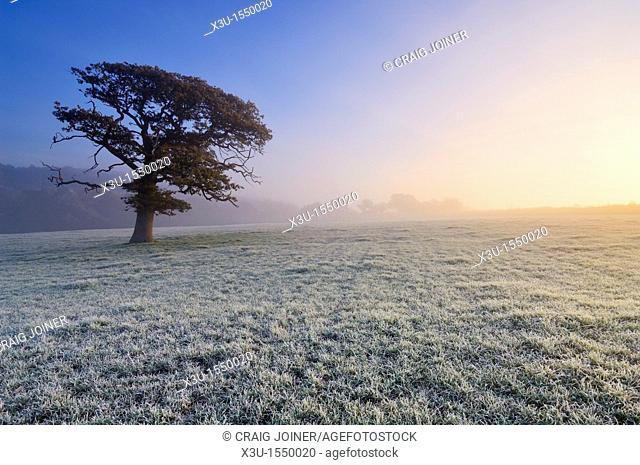 An oak tree stands in a frosty field at dawn  Wrington, North Somerset, England, United Kingdom