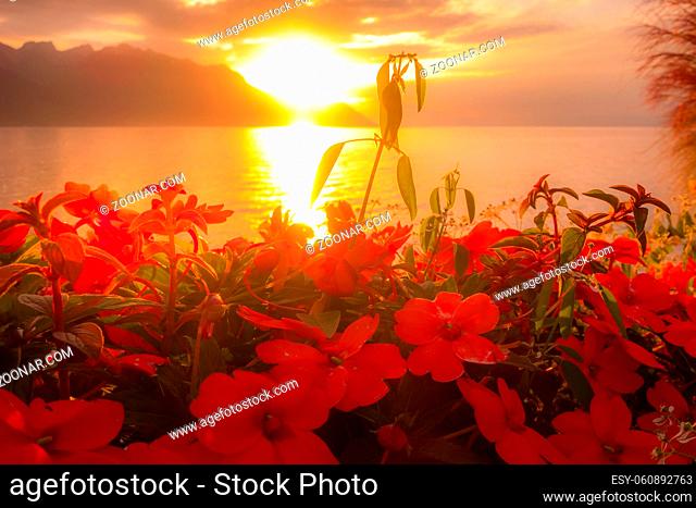 Panoramic sunset sun view of Lake Geneva, Switzerland with red colorful flowers from Montreux promenade