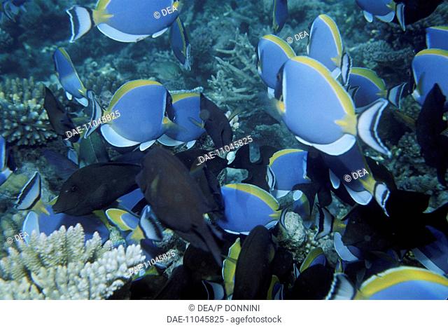 Zoology - Fishes - Perciformes - Powderblue tang or surgeonfish (Acanthurus leucosternon) school
