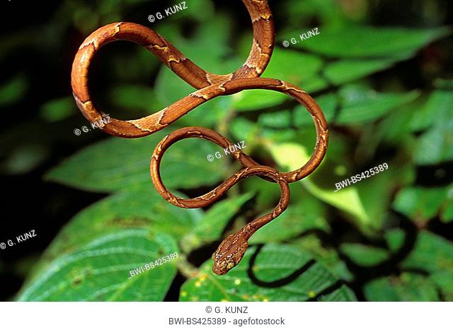 Blunt-headed tree snake (Imantodes cenchoa), winding from a twig, Costa Rica
