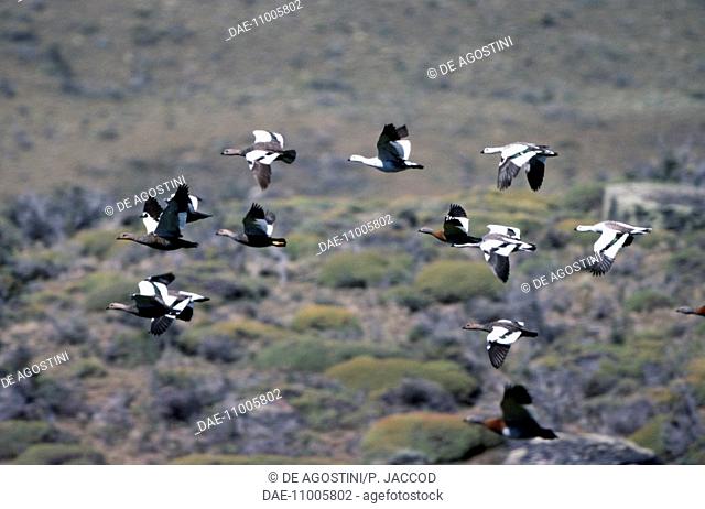 Magellan Geese (Chloephaga picta) in flight, Los Glaciares National Park, (UNESCO World Heritage List, 1981), Patagonia, Argentina