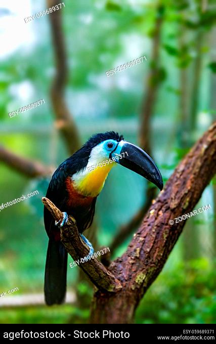 bird hannel-billed toucan (Ramphastos vitellinus) stands on the tree, the channel-billed is brightly marked and has a huge bill