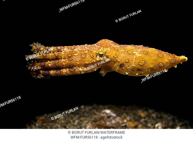 Blue Ring Octopus, Hapalochlaena sp. 4, Lembeh Strait, North Sulawesi, Indonesia